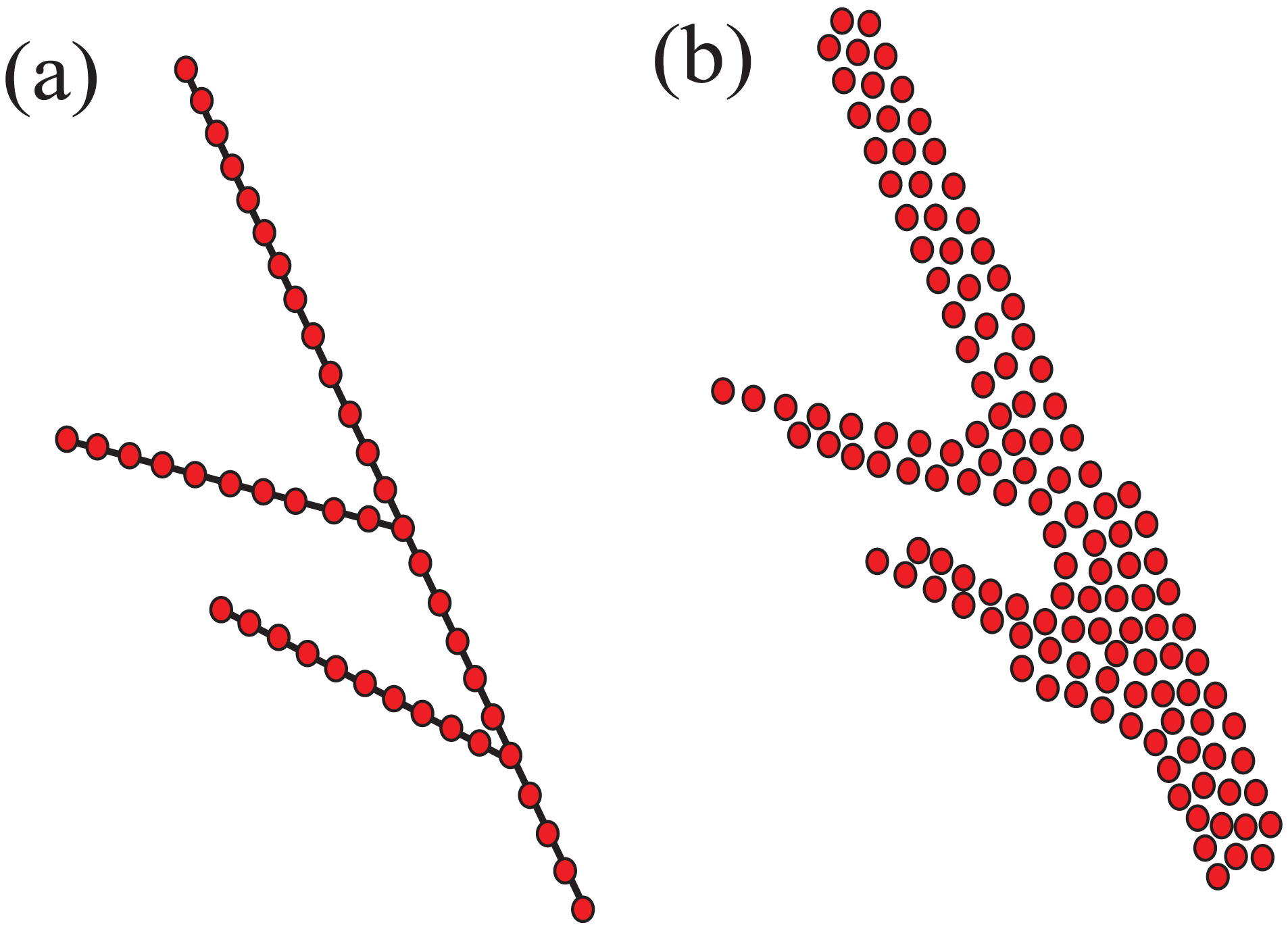 Tradizionale reticolo idrografico caratterizzato da uno scheletro di linee senza spessore (a) e concezione delle reti fluviali bidimensionali come serie di punti (net-points) che descrivono nel loro insieme anche la larghezza dei corsi d’acqua 