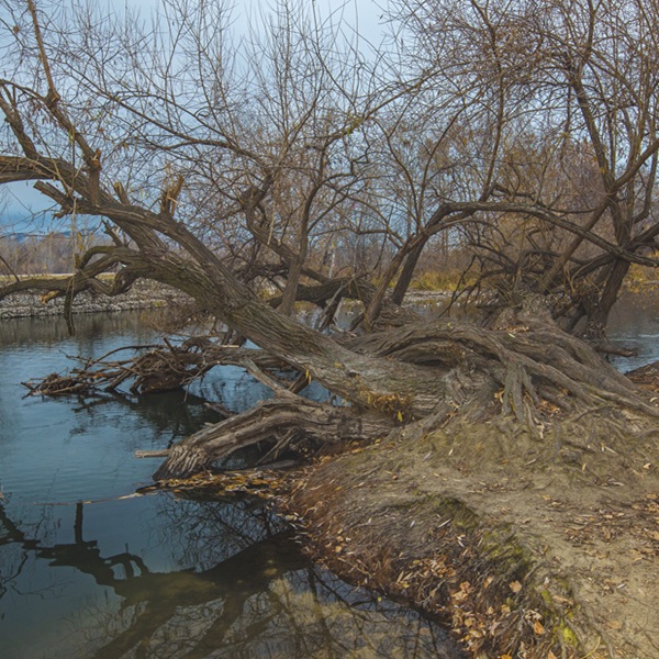 Fenomeni di trasporto di sedimenti e detriti legnosi a scala di evento